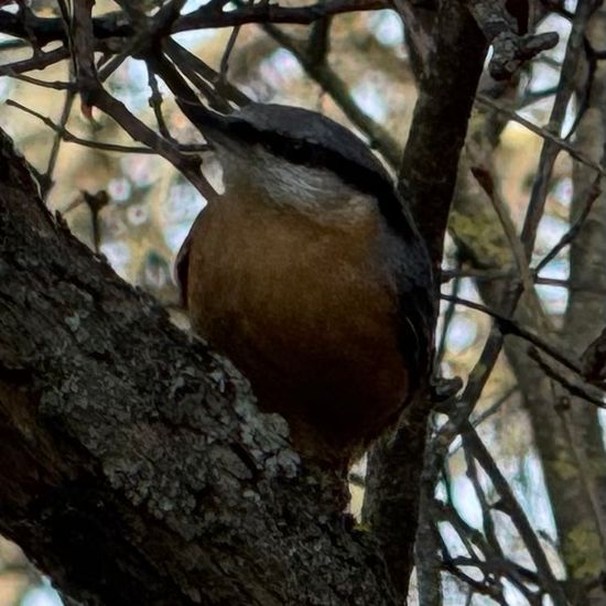 Kleiber: Tier im Habitat Park in der NatureSpots App