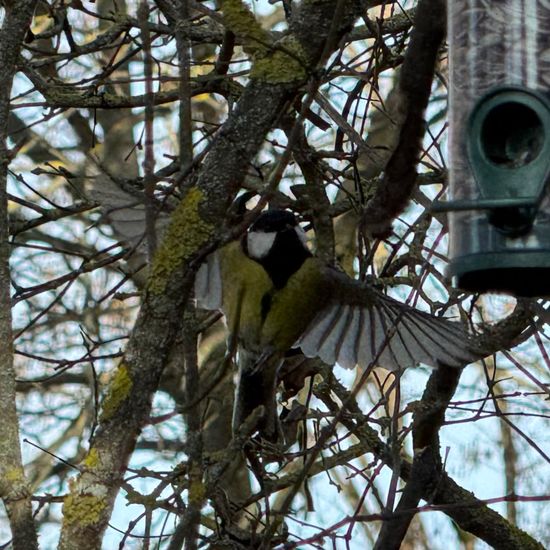 Kohlmeise: Tier im Habitat Park in der NatureSpots App