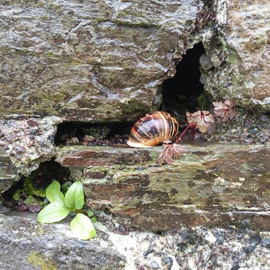 Gefleckte Weinbergschnecke: Tier im Habitat Anderes Stadthabitat in der NatureSpots App