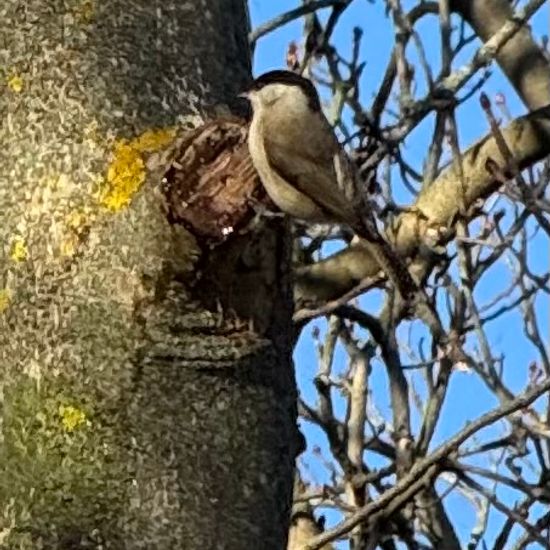 Sumpfmeise: Tier im Habitat Wald der gemäßigten Breiten in der NatureSpots App