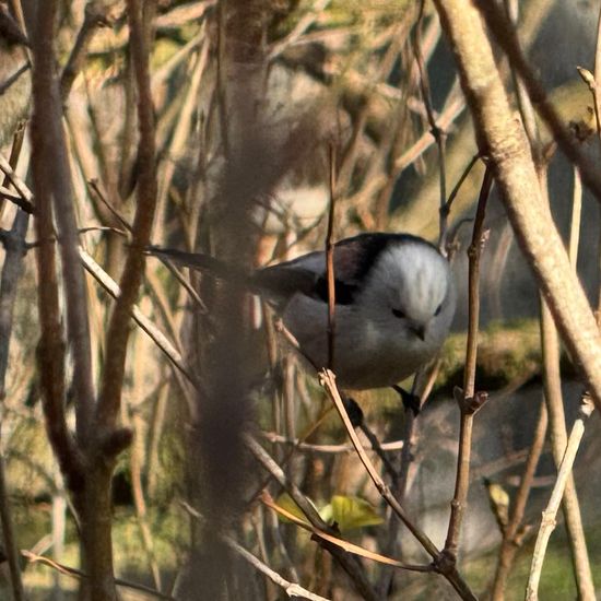 Schwanzmeise: Tier im Habitat Park in der NatureSpots App