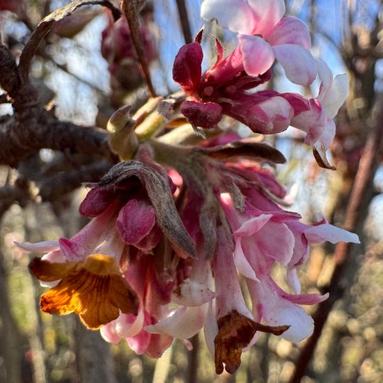 Viburnum farreri: Pflanze im Habitat Landwirtschaftliche Wiese in der NatureSpots App