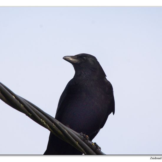 Carrion Crow: Animal in habitat Crop cultivation in the NatureSpots App