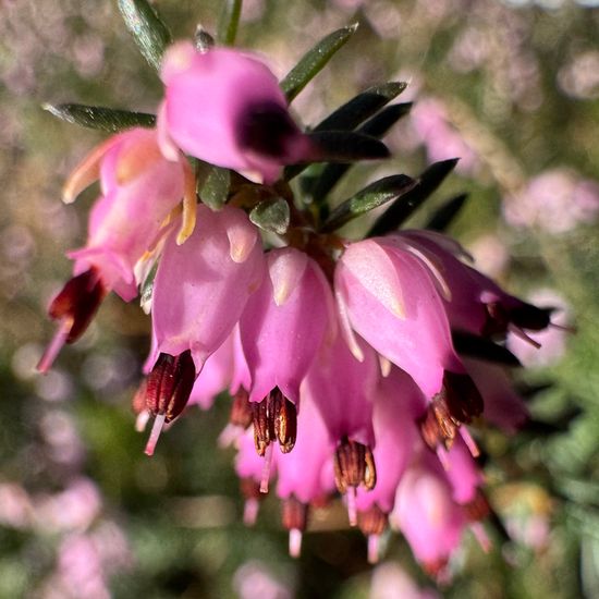 Winter heath: Plant in habitat Park in the NatureSpots App