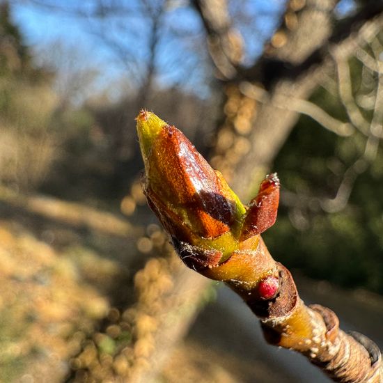 Sorbus domestica: Plant in habitat Garden in the NatureSpots App