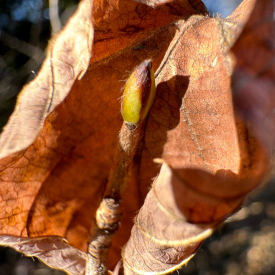 Corylopsis: Plant in habitat Park in the NatureSpots App