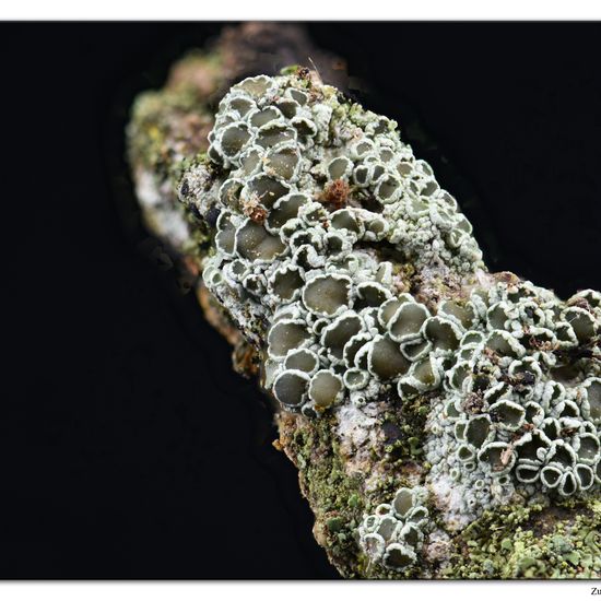 Lecanora chlarotera: Mushroom in habitat Forest in the NatureSpots App