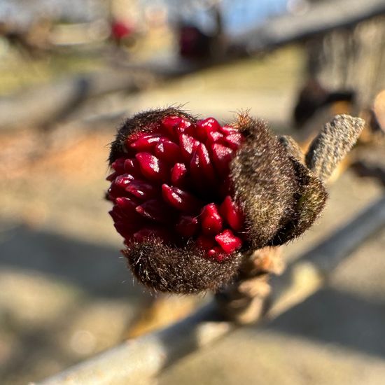 Parrotia persica: Plant in habitat Park in the NatureSpots App