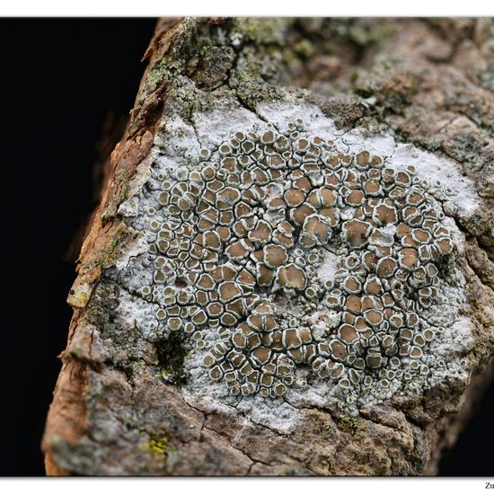 Lecanora chlarotera: Mushroom in habitat Forest in the NatureSpots App