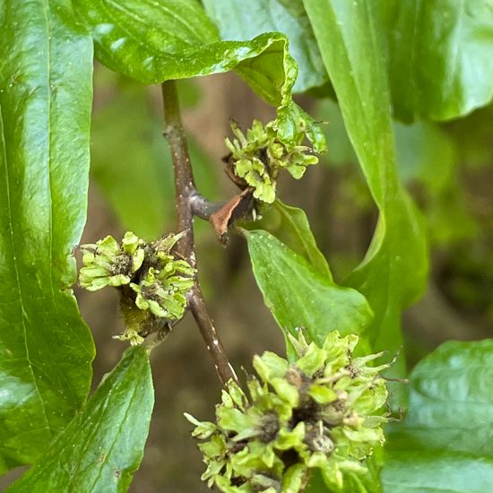 Parrotia persica: Plant in habitat Park in the NatureSpots App