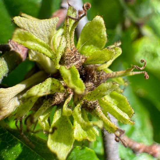 Parrotia persica: Plant in habitat Park in the NatureSpots App