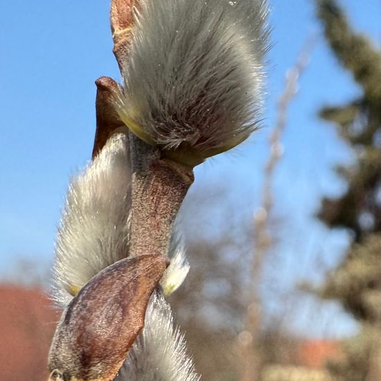 Salix caprea: Plant in habitat Garden in the NatureSpots App