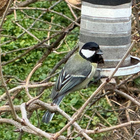 Great Tit: Animal in habitat Garden in the NatureSpots App