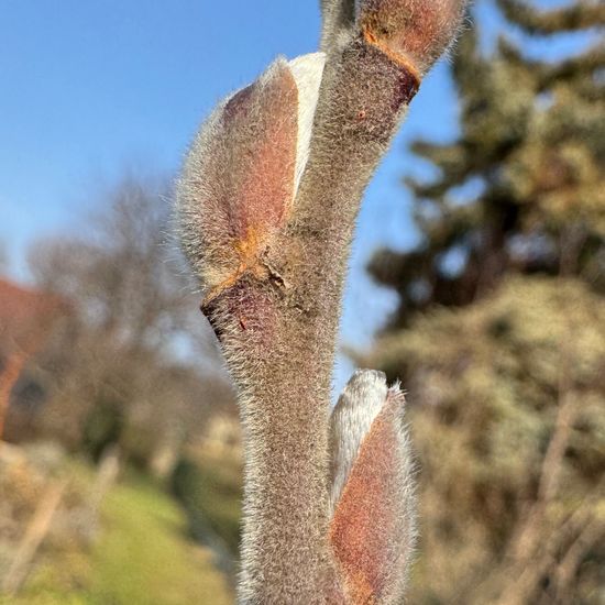 Salix cinerea: Plant in habitat Garden in the NatureSpots App