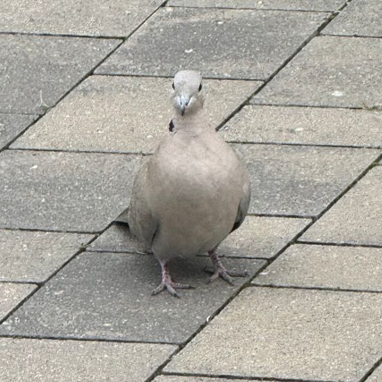 Eurasian Collared Dove: Animal in habitat Garden in the NatureSpots App