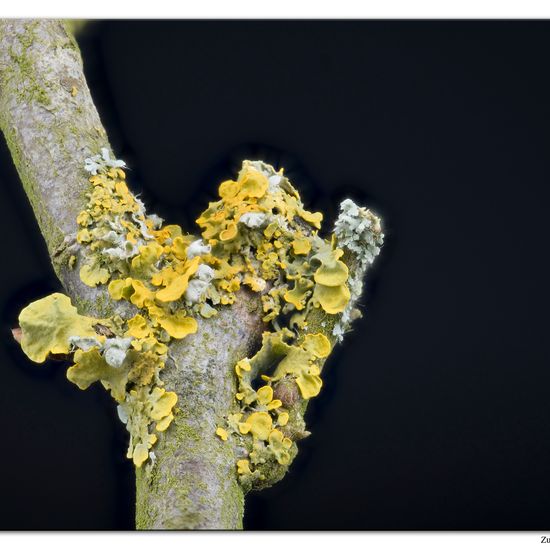 Xanthoria parietina: Mushroom in habitat Forest in the NatureSpots App