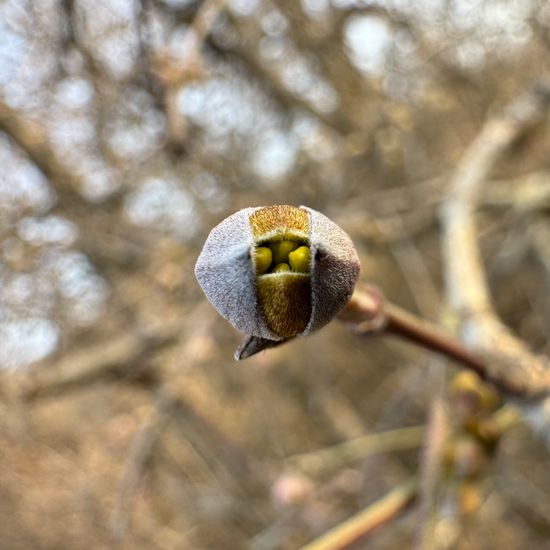 Cornus mas: Plant in habitat Buffer strip in the NatureSpots App