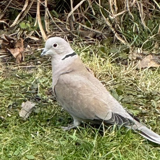 Eurasian Collared Dove: Animal in habitat Garden in the NatureSpots App