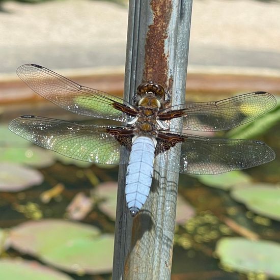 Plattbauch: Tier im Habitat Park in der NatureSpots App