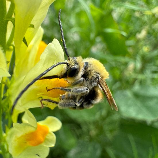 Eucera longicornis: Tier im Habitat Ackerrandstreifen in der NatureSpots App