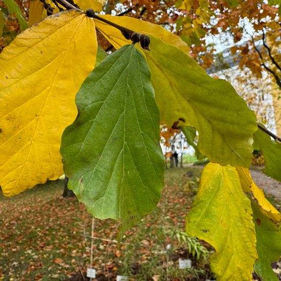 Parrotia persica: Pflanze im Habitat Park in der NatureSpots App