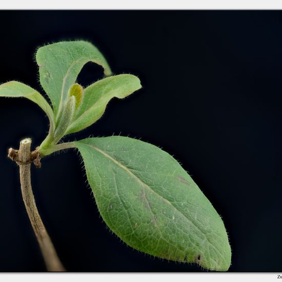 Waldgeißblatt: Pflanze in der Natur in der NatureSpots App