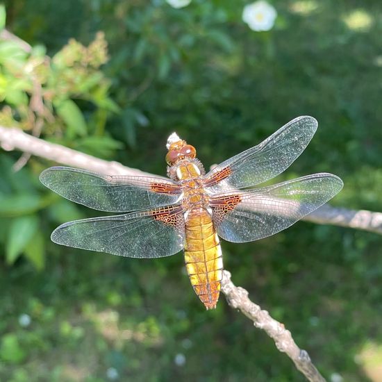 Plattbauch: Tier im Habitat Park in der NatureSpots App