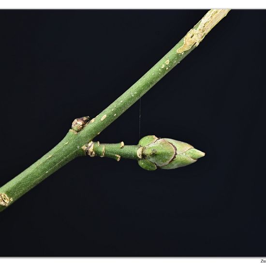 Gewöhnlicher Spindelstrauch: Pflanze im Habitat Wald in der NatureSpots App