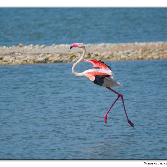 Greater Flamingo: Animal in habitat Marine habitat in the NatureSpots App