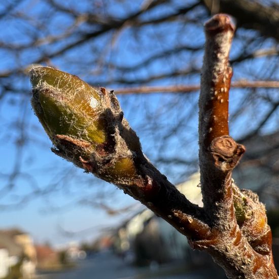 Sorbus intermedia: Plant in habitat City or Urban habitat in the NatureSpots App