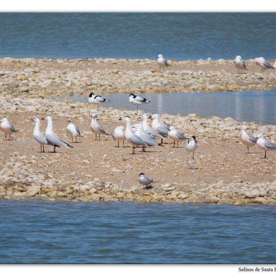 Slender-billed Gull: Animal in habitat Marine habitat in the NatureSpots App