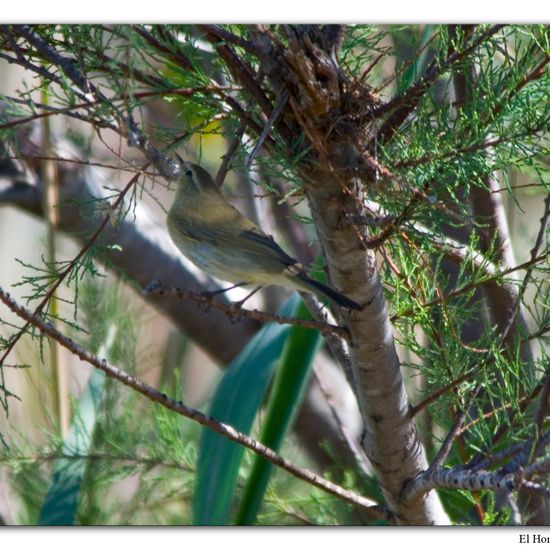 Common Chiffchaff: Animal in habitat Swamp in the NatureSpots App