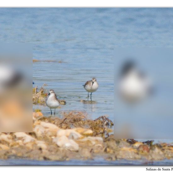 Little Stint: Animal in habitat Marine habitat in the NatureSpots App