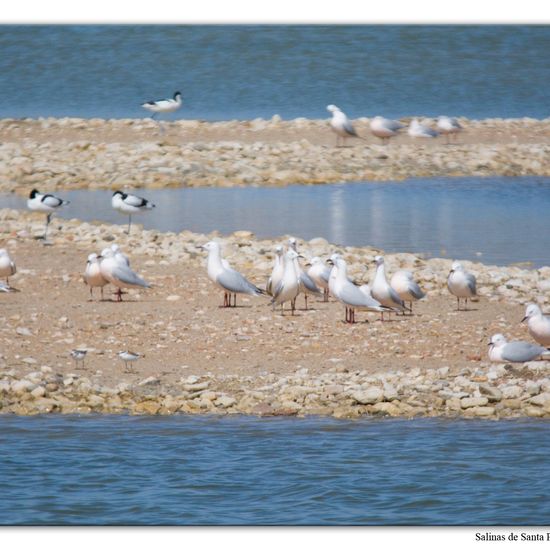 Slender-billed Gull: Animal in habitat Marine habitat in the NatureSpots App