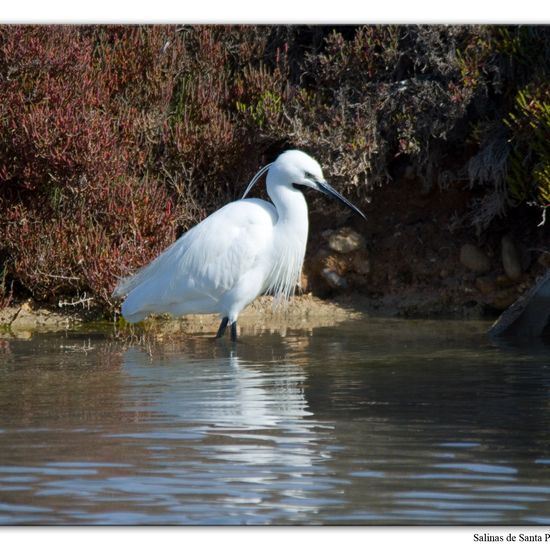 Little Egret: Animal in habitat Marine habitat in the NatureSpots App