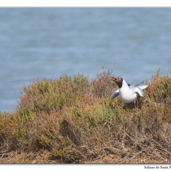 Black-headed Gull: Animal in habitat Marine habitat in the NatureSpots App