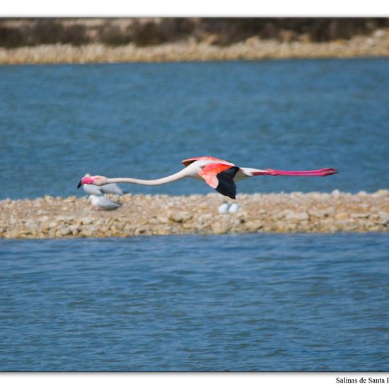 Greater Flamingo: Animal in habitat Marine habitat in the NatureSpots App