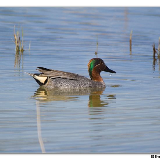 Eurasian Teal: Animal in habitat Swamp in the NatureSpots App