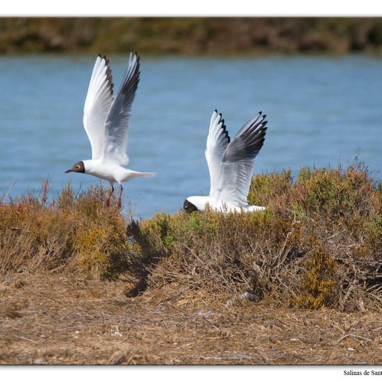 Black-headed Gull: Animal in habitat Marine habitat in the NatureSpots App