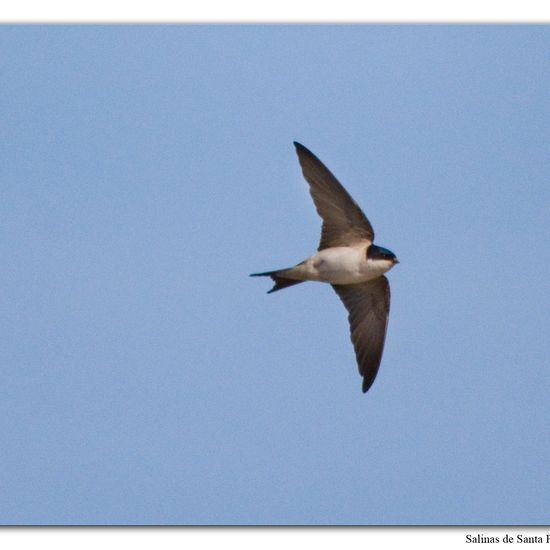 Common House Martin: Animal in habitat Marine habitat in the NatureSpots App