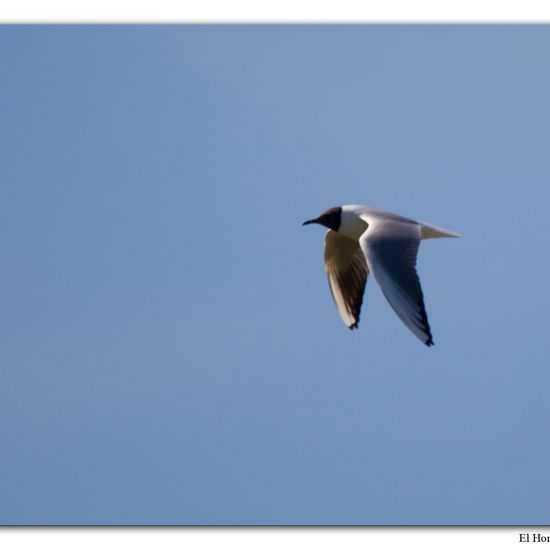 Black-headed Gull: Animal in habitat Swamp in the NatureSpots App