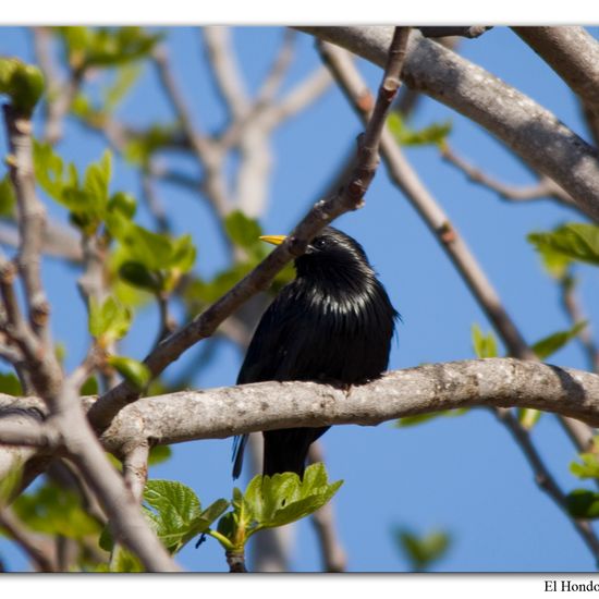 Spotless Starling: Animal in habitat Swamp in the NatureSpots App