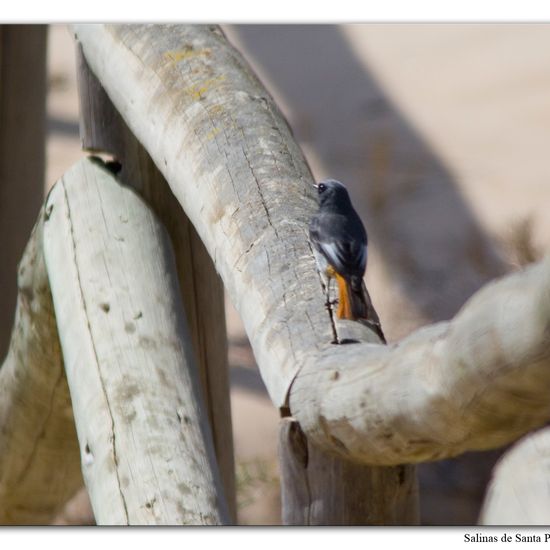 Hausrotschwanz: Tier in der Natur in der NatureSpots App