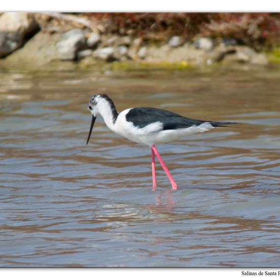 Stelzenläufer: Tier im Habitat Anderes Meer/Küsten-Habitat in der NatureSpots App