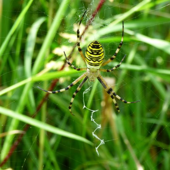 Wespenspinne: Tier in der Natur in der NatureSpots App