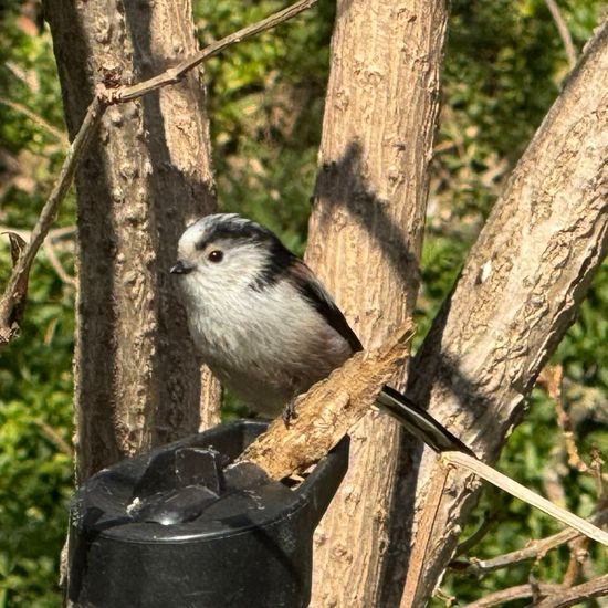 Schwanzmeise: Tier im Habitat Garten in der NatureSpots App