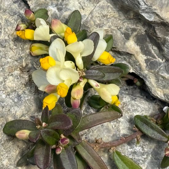 Polygala chamaebuxus: Pflanze im Habitat Felswüste in der NatureSpots App