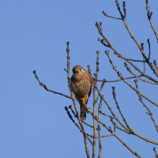 Turmfalke: Tier in der Natur in der NatureSpots App