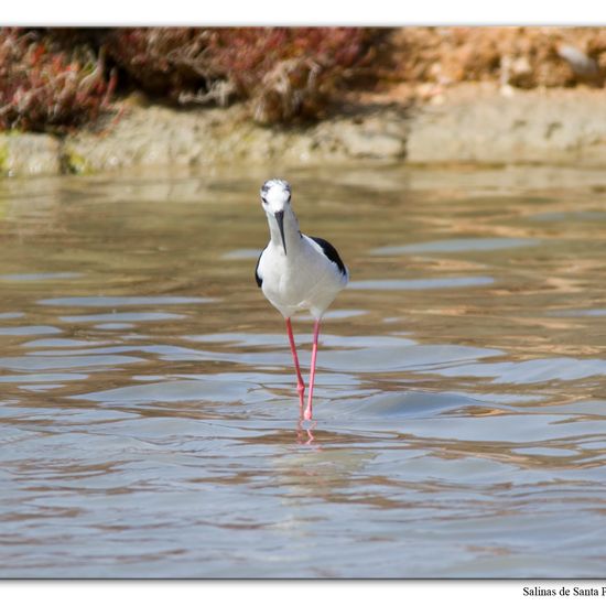 Stelzenläufer: Tier im Habitat Anderes Meer/Küsten-Habitat in der NatureSpots App