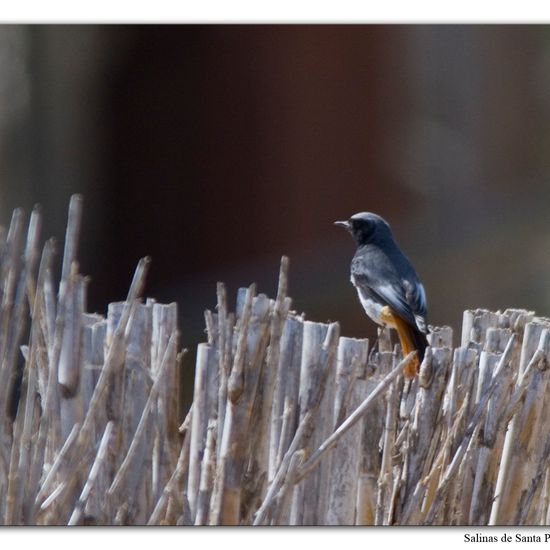 Hausrotschwanz: Tier in der Natur in der NatureSpots App